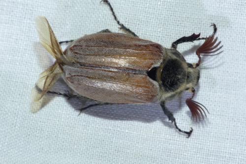 Melolontha hippocastani